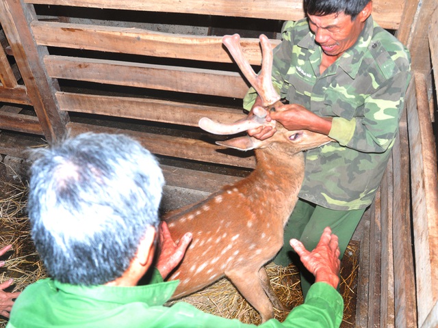 Hình ảnh: Giải mã Tứ đại danh dược: Cách dùng Nhung hươu chuẩn chỉnh để bổ dưỡng, không tác dụng phụ số 1