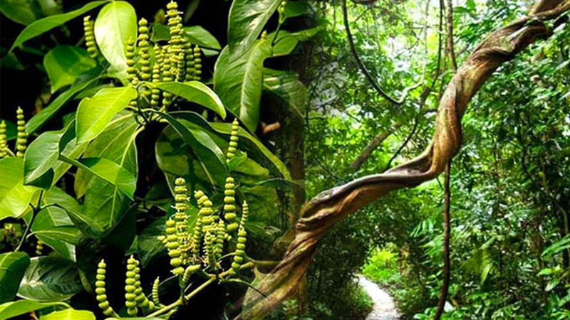 Hình ảnh: Giải mã Dây Gắm và Thổ Phục Linh: Bộ đôi Nam dược đào thải Axit Uric, khắc tinh của bệnh Gout số 3