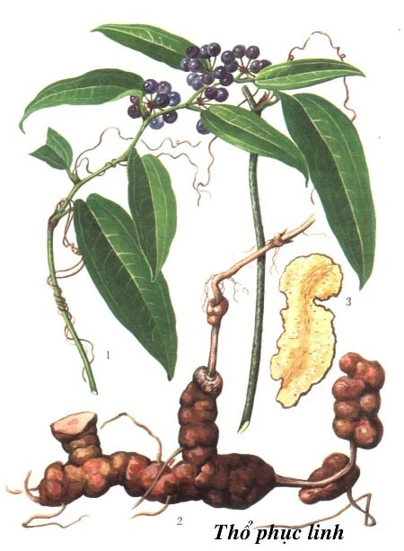 Hình ảnh: Giải mã Dây Gắm và Thổ Phục Linh: Bộ đôi Nam dược đào thải Axit Uric, khắc tinh của bệnh Gout số 2